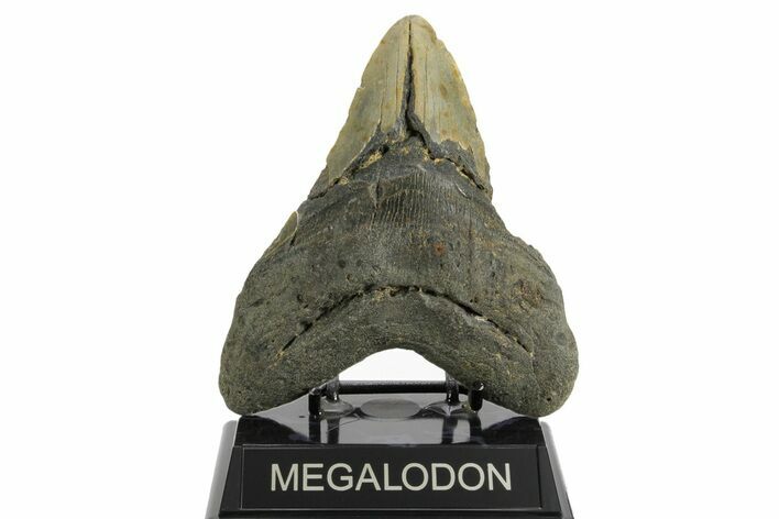 Bargain, Fossil Megalodon Tooth - North Carolina #374054